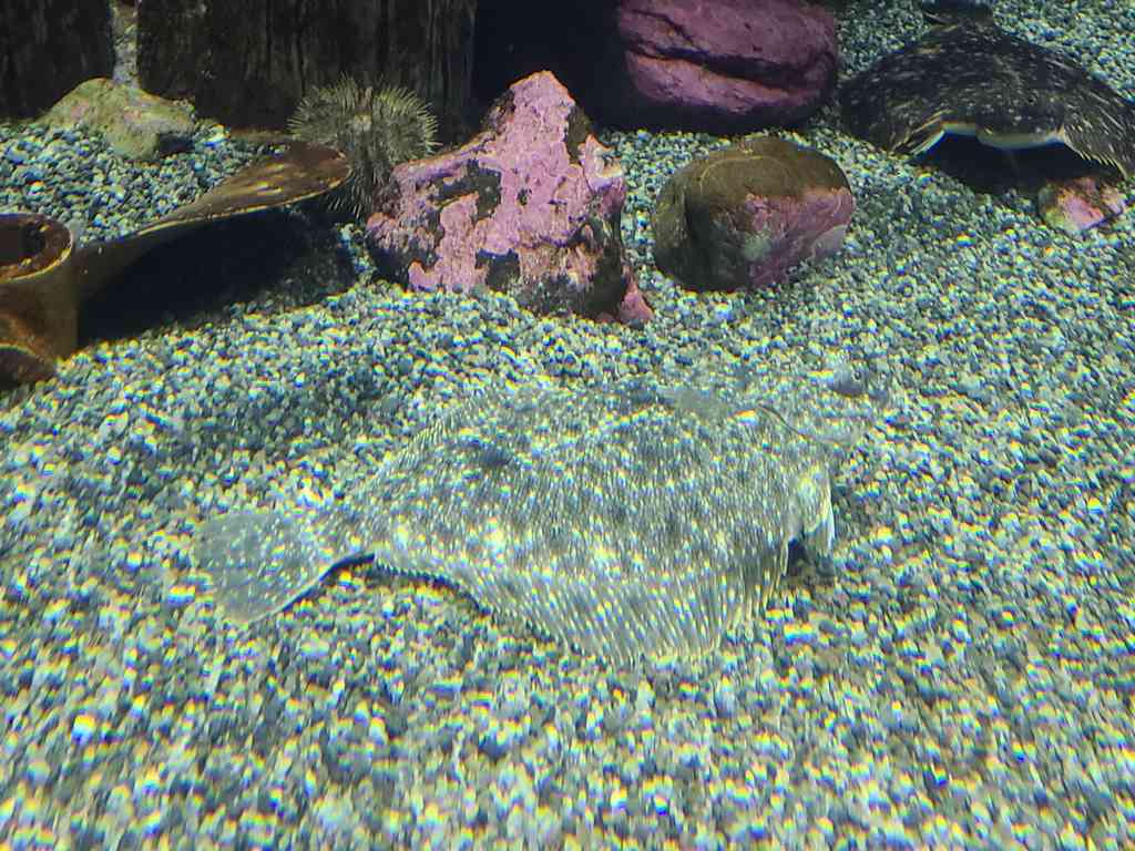 Spot the flounder hiding in this exhibit at the Alaska Sealife Center!