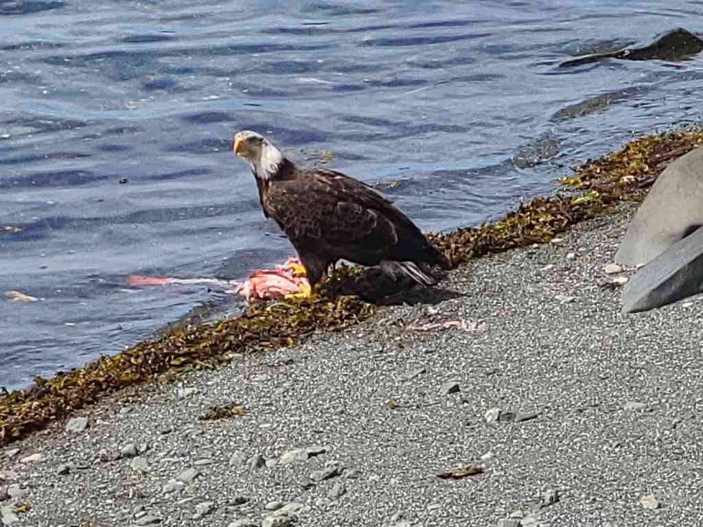 An eagle guarding its freshly caught fish from younger rivals overhead.