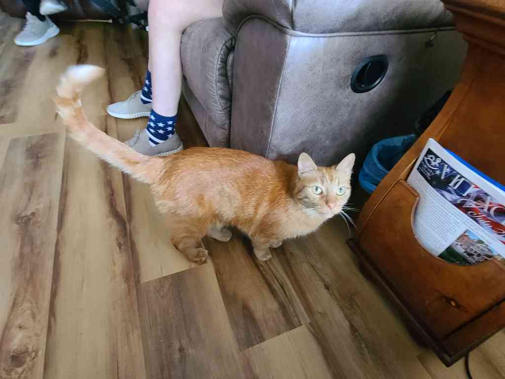 Sonny the cat.